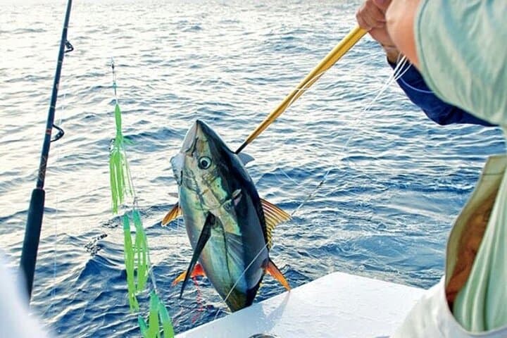 Mallorca Half-Day Fishing Trip with Captain Martin — Rodman Charter from Palma photo 4