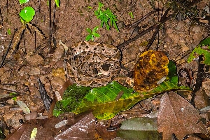 Manuel Antonio Night Walk: Guided After-Dark Wildlife Tour in a Private Reserve photo 3