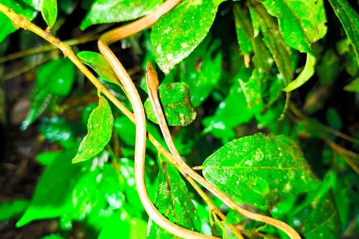 Manuel Antonio Night Walk: Guided After-Dark Wildlife Tour in a Private Reserve photo 4