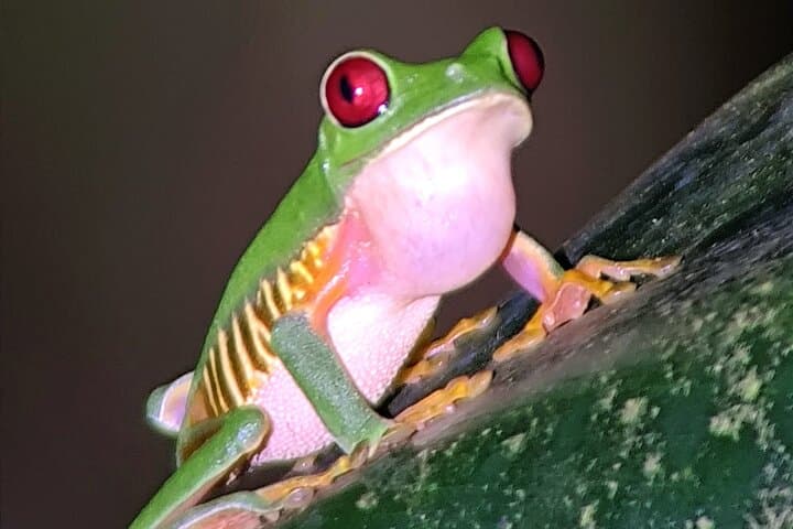 Manuel Antonio Night Walk: Guided After-Dark Wildlife Tour in a Private Reserve photo 1