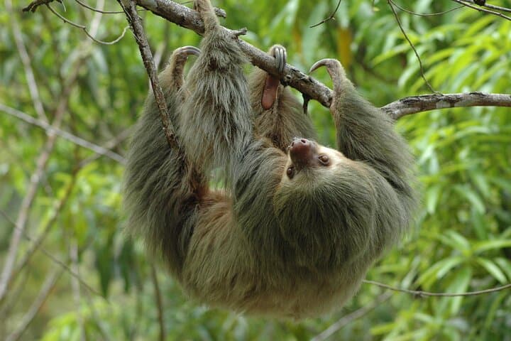 Explore Manuel Antonio National Park: Guided Wildlife Walk from Jaco and Los Suenos photo 4