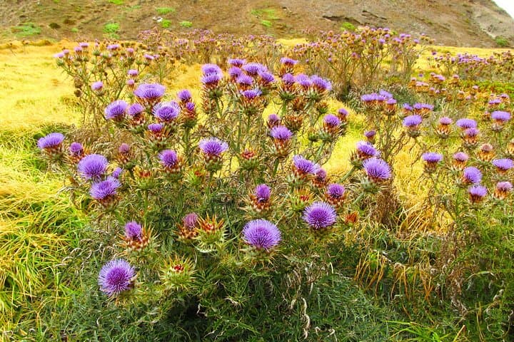 Exploring Madeira's Endemic Flora: Wildflowers, Laurisilva & Garden Icons photo 2