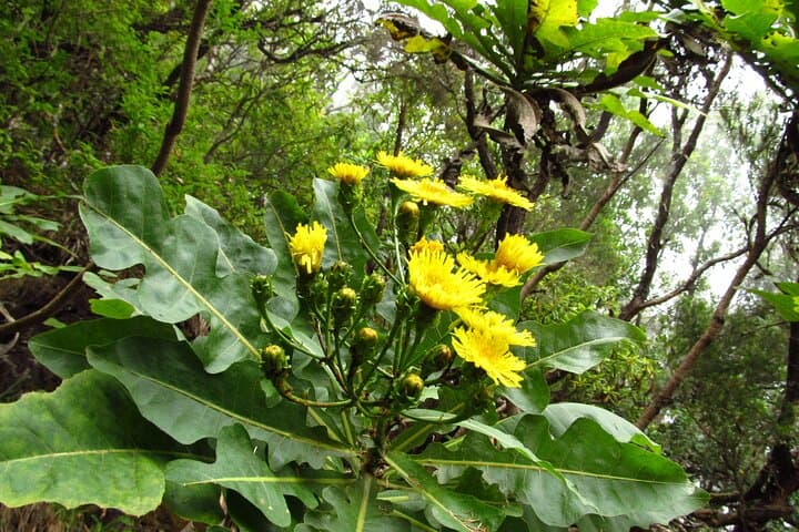 Exploring Madeira's Endemic Flora: Wildflowers, Laurisilva & Garden Icons photo 3