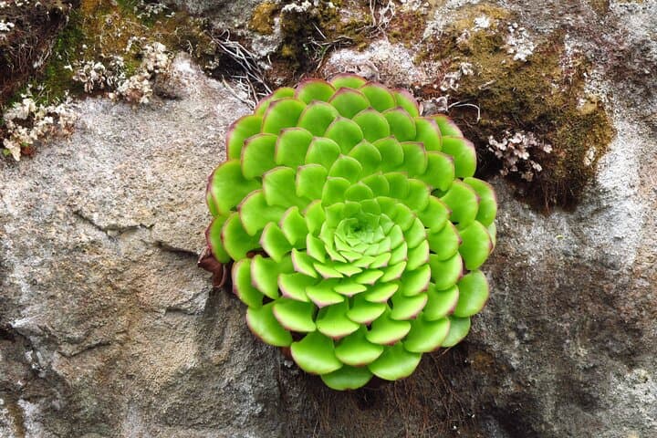 Exploring Madeira's Endemic Flora: Wildflowers, Laurisilva & Garden Icons
