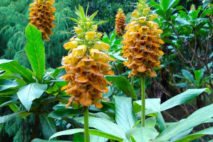 Exploring Madeira's Endemic Flora: Wildflowers, Laurisilva & Garden Icons photo 4
