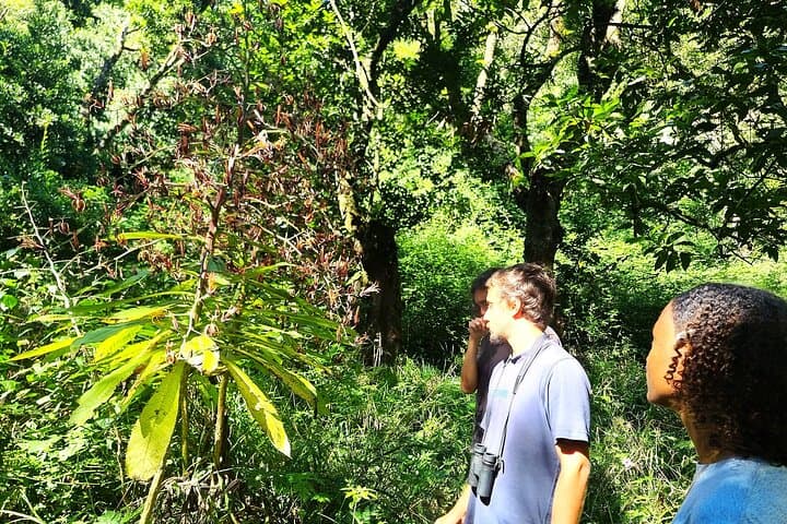 Exploring Madeira's Endemic Flora: Wildflowers, Laurisilva & Garden Icons photo 5