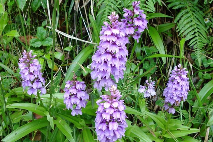 Exploring Madeira's Endemic Flora: Wildflowers, Laurisilva & Garden Icons photo 6