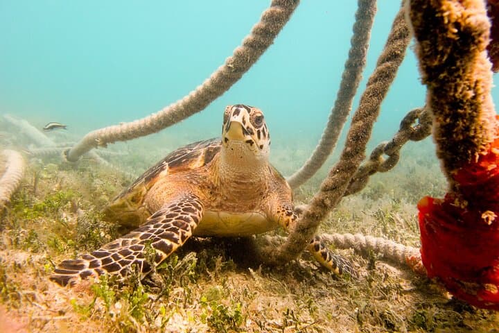 Snorkel with Sea Turtles in St. Thomas — Beginner-Friendly Beach Snorkel (2 hrs)