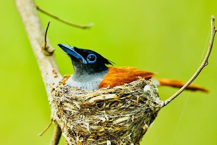 Best of Sri Lanka 14-Day Luxury Private Tour: Wildlife Safaris, Tea Country & Southern Beaches photo 3