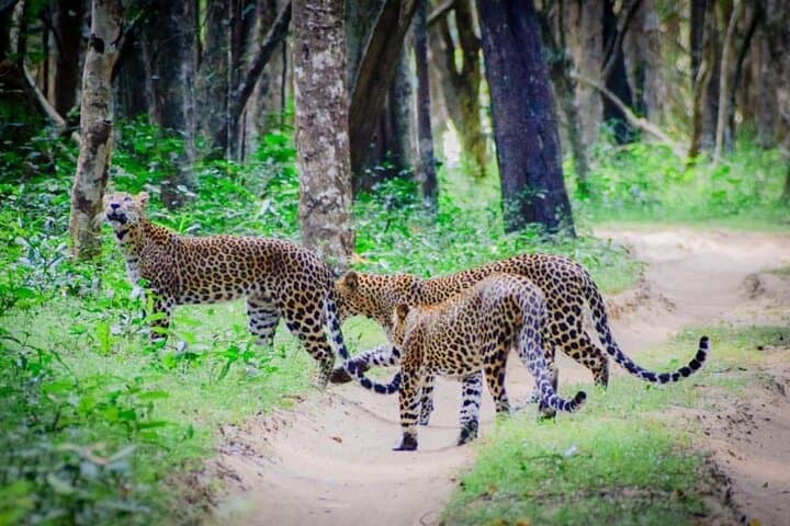 Best of Sri Lanka 14-Day Luxury Private Tour: Wildlife Safaris, Tea Country & Southern Beaches
