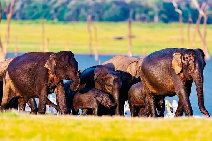 Best of Sri Lanka 14-Day Luxury Private Tour: Wildlife Safaris, Tea Country & Southern Beaches photo 6