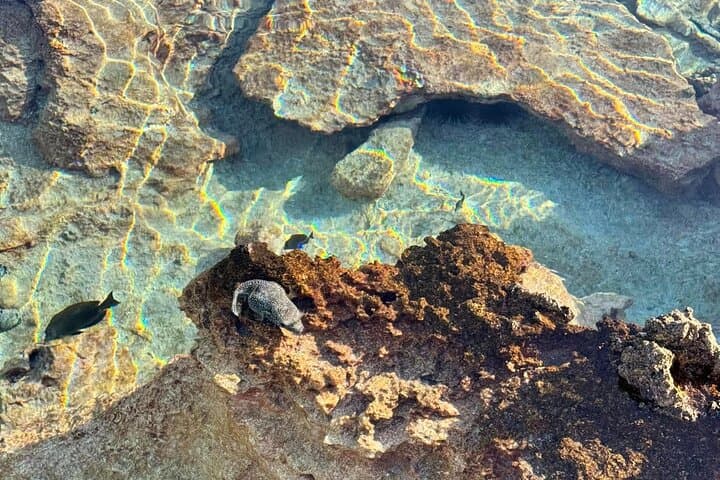 Blue Lagoon & Reef Island — Rangiroa Full-Day Boat Excursion photo 3