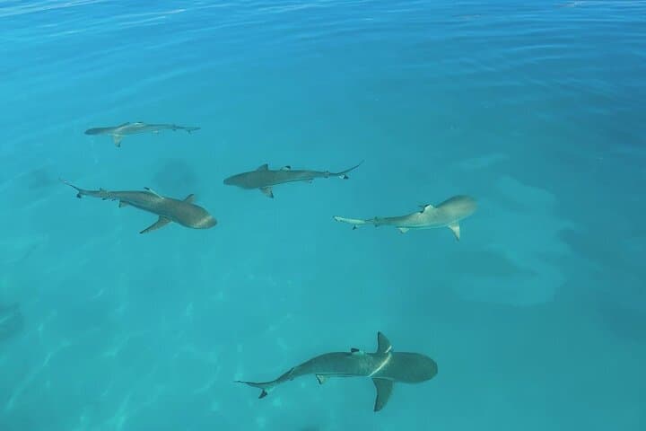Blue Lagoon & Reef Island — Rangiroa Full-Day Boat Excursion photo 4