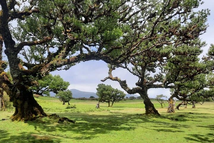 Porto Moniz Pools & Fanal Forest Private West Tour from Funchal photo 4
