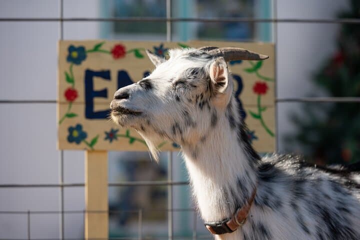 Rose Therapeutic Farm Day Pass: Hands-On Animal Encounters Near Dallas photo 1