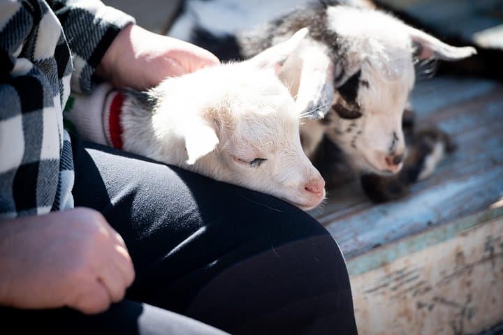 Rose Therapeutic Farm Day Pass: Hands-On Animal Encounters Near Dallas photo 3