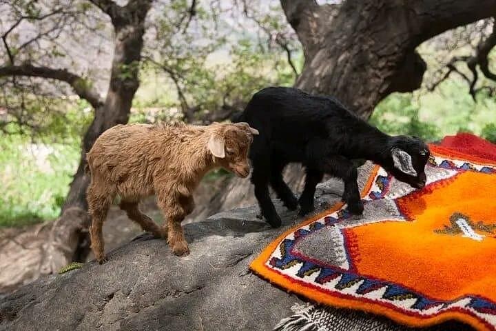 Ourika Valley Day Trip from Marrakech: Waterfalls, Berber Villages & Argan Co‑ops photo 2