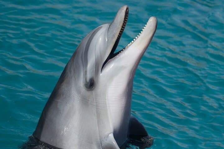 Key West Dolphin-Watching Cruise & Reef Snorkel with Unlimited Beer photo 5