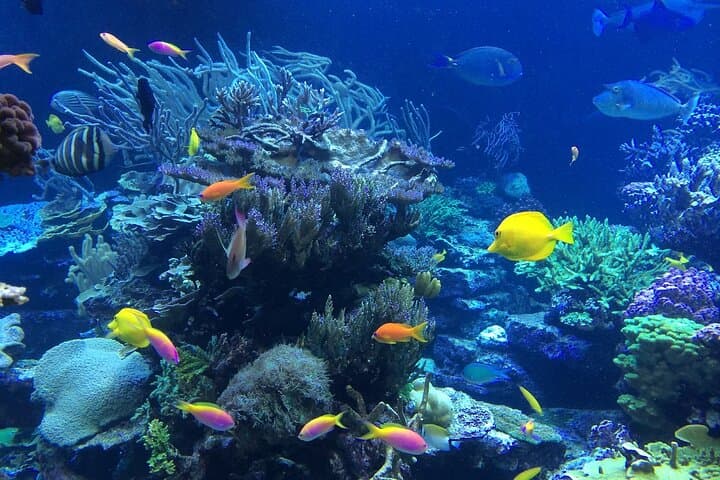 Key West 3-Hour Snorkeling Adventure on the Florida Reef with Unlimited Drinks photo 3