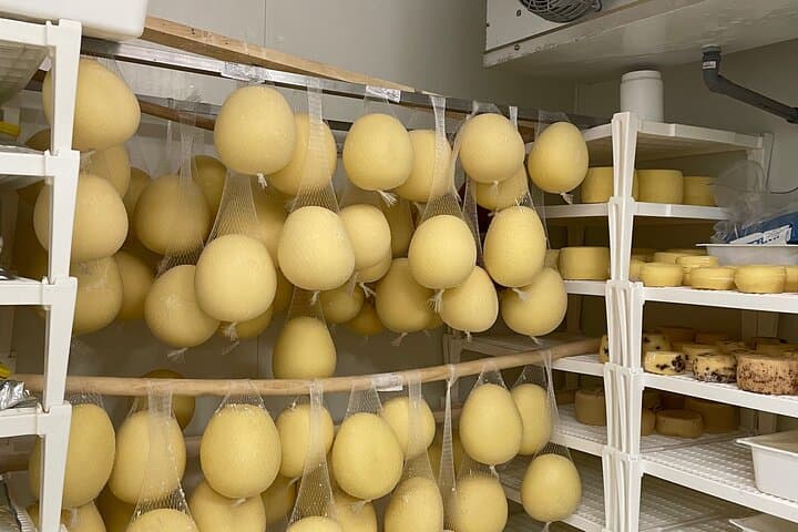 Pisa Cheese-Making Class: Hands-On Mozzarella & Tasting Experience