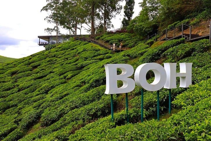 Cameron Highlands Full-Day Tour from Kuala Lumpur — Tea Plantations, Waterfalls & Strawberry Picking