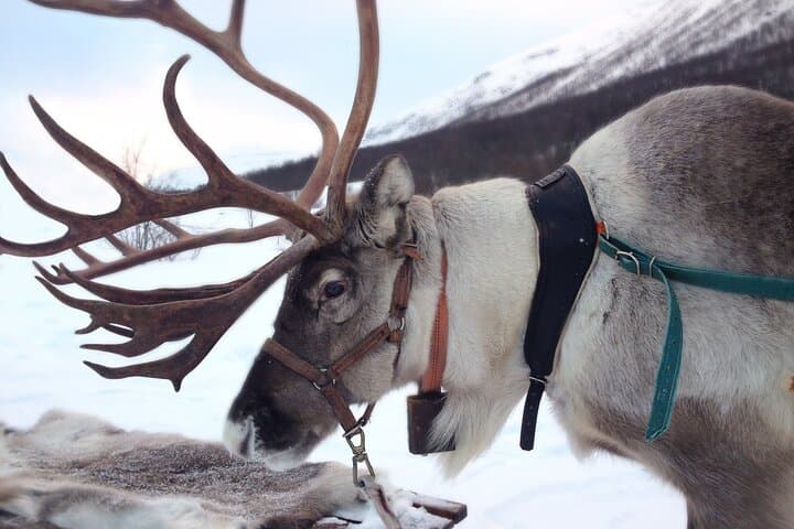 Reindeer Sled Safari in Rovaniemi: Arctic Farm Ride & Fireside Stories photo 3