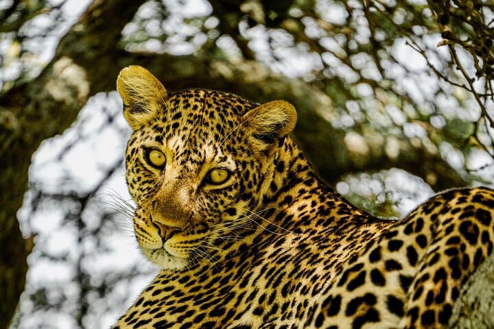 2-Day Safari: Ngorongoro Crater & Tarangire Wildlife Expedition photo 3