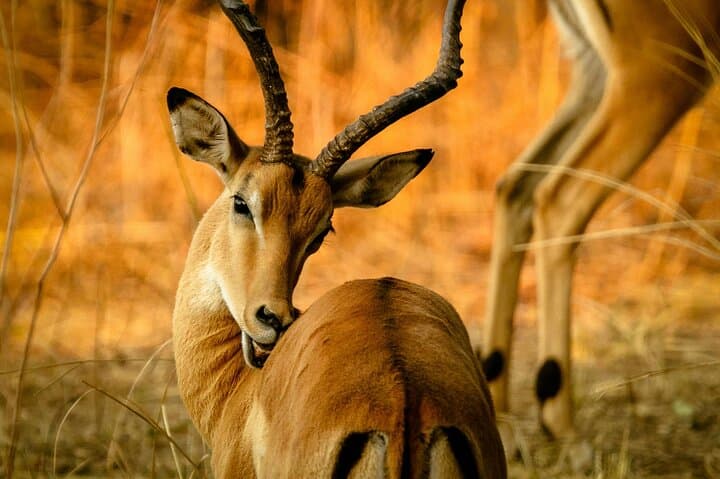 2-Day Safari: Ngorongoro Crater & Tarangire Wildlife Expedition photo 4