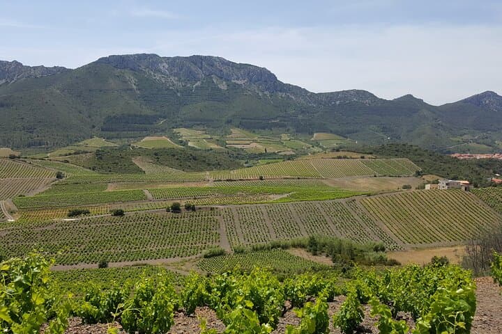 Maury Vineyard Walk: Cathar Trails, Cellars & VIP Wine Tasting photo 4
