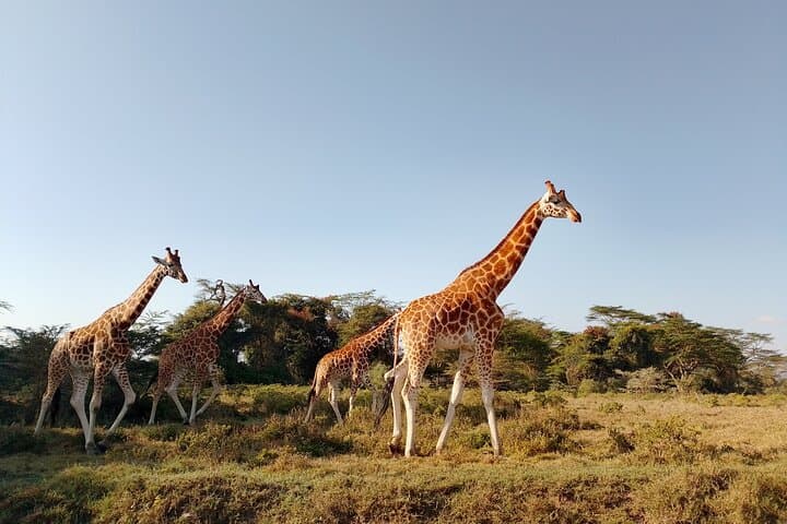 3-Day Meru National Park Safari: Wildlife, Riverine Forests & Nyambene Views