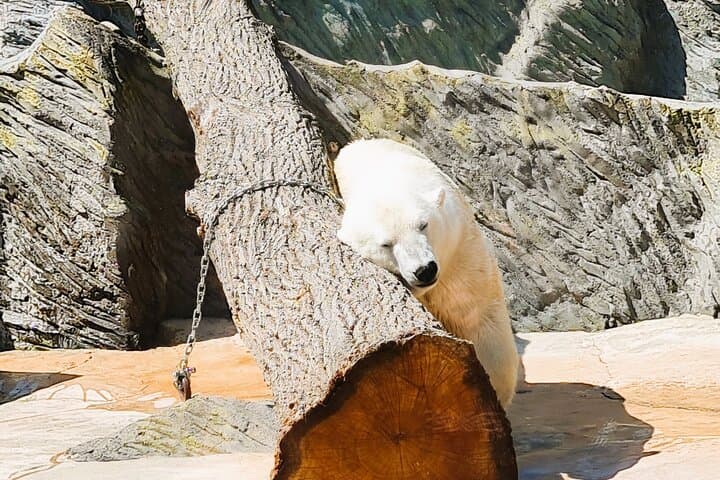 Prague Zoo Admission with Transfer and Multilingual Audio Guide photo 2