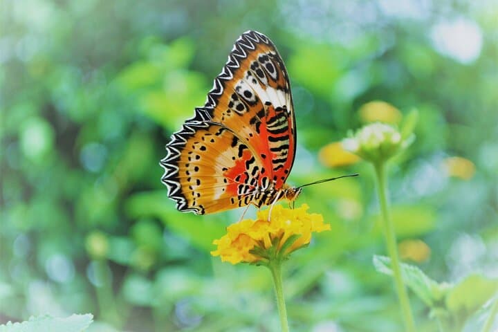 Inside Alghero’s Butterfly House: Tropical Biosphere Experience Near Porto Conte