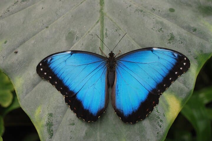 Inside Alghero’s Butterfly House: Tropical Biosphere Experience Near Porto Conte photo 2