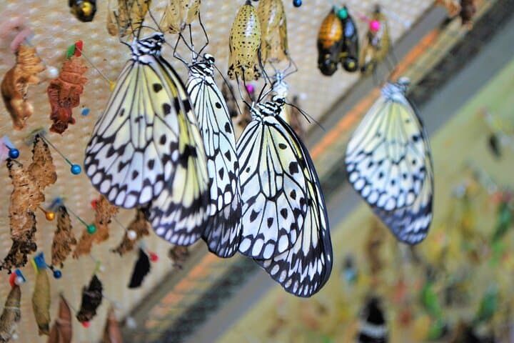 Inside Alghero’s Butterfly House: Tropical Biosphere Experience Near Porto Conte photo 3