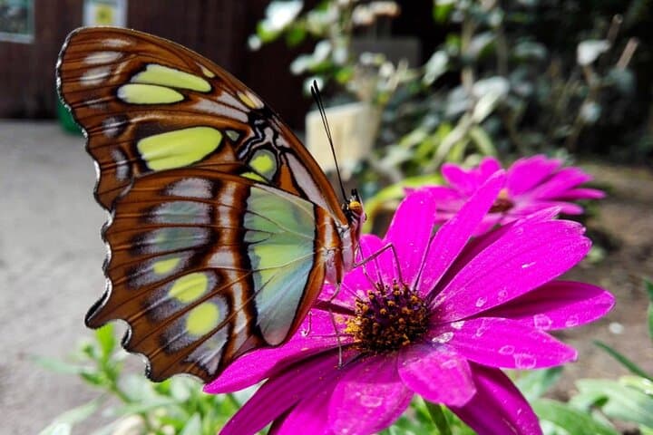 Inside Alghero’s Butterfly House: Tropical Biosphere Experience Near Porto Conte photo 6