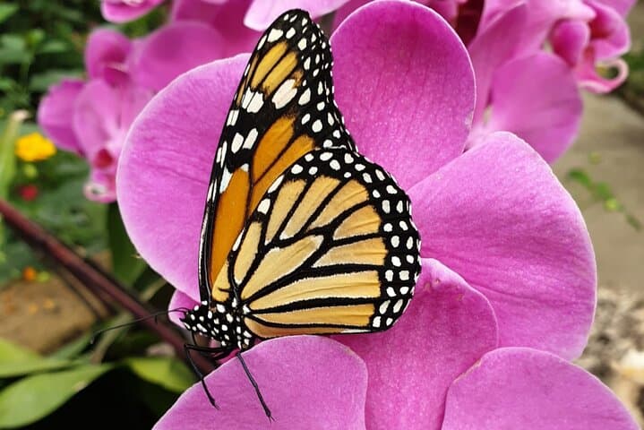 Inside Alghero’s Butterfly House: Tropical Biosphere Experience Near Porto Conte photo 5
