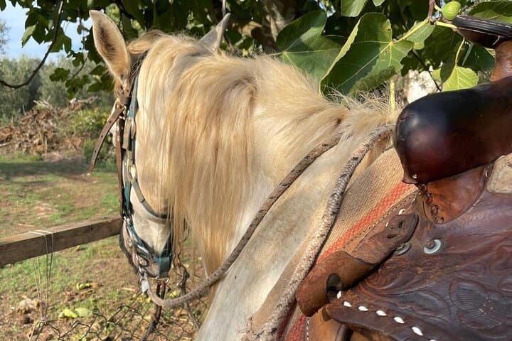 Tropea Horse Riding Excursion: Olive-Grove Trails & Calabrian Tasting photo 2