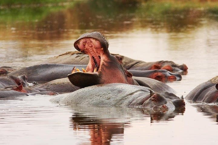 Mikumi National Park Safari by Train from Dar es Salaam — Day Trip Guide photo 1