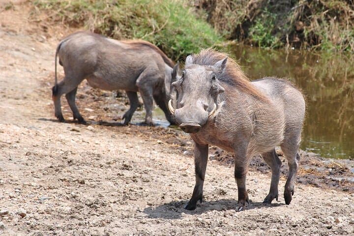 Mikumi National Park Safari by Train from Dar es Salaam — Day Trip Guide photo 3