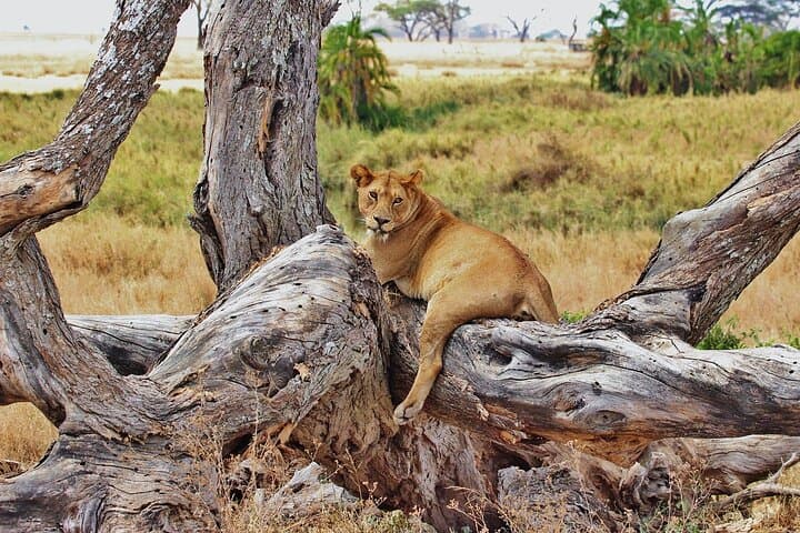 Mikumi National Park Safari by Train from Dar es Salaam — Day Trip Guide photo 4