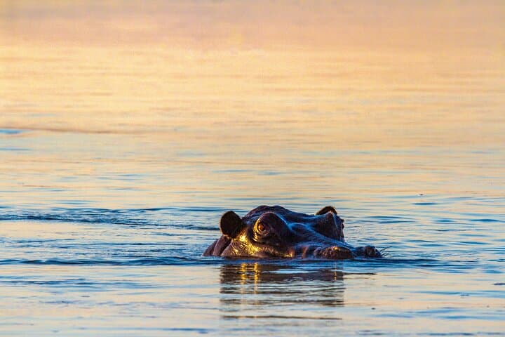 Zambezi Sunrise Birdwatching Cruise from Victoria Falls Hotels photo 5