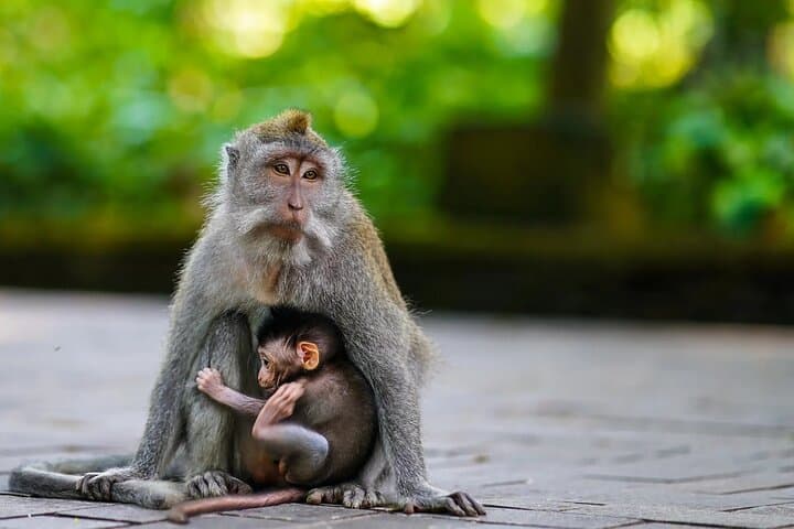Bali ATV Adventure: Quad-Bike Through Rice Paddies & Sangeh Monkey Forest photo 4