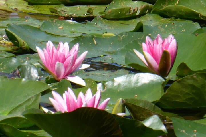Morning at Monet's Giverny: Small-Group Garden Tour from Paris photo 5