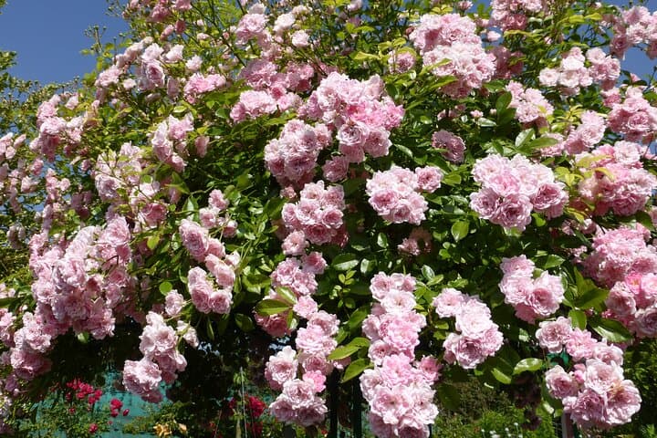 Morning at Monet's Giverny: Small-Group Garden Tour from Paris photo 6