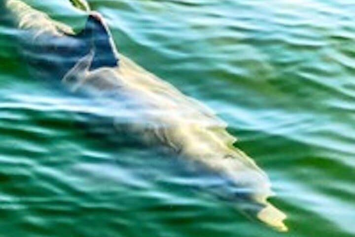 Hilton Head Island Dolphin Cruise: Scenic Broad Creek Boat Tour photo 4