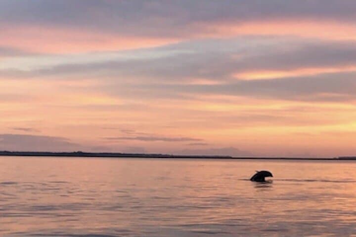 Hilton Head Sunset Dolphin Cruise: Mini-Boat Dolphin & Sightseeing Tour photo 5