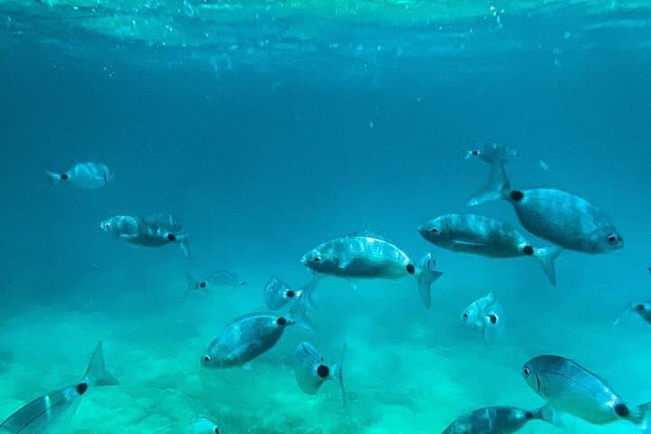Private Half-Day Boat Excursion from Pula — Brijuni Islands & Sunken Ship Snorkel photo 4