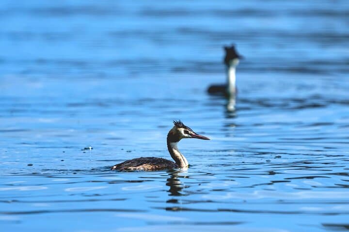 Lake Skadar Birdwatching & Photography Tour from Virpazar photo 6
