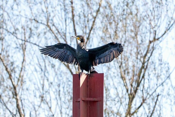 Lake Skadar Birdwatching & Photography Tour from Virpazar photo 5