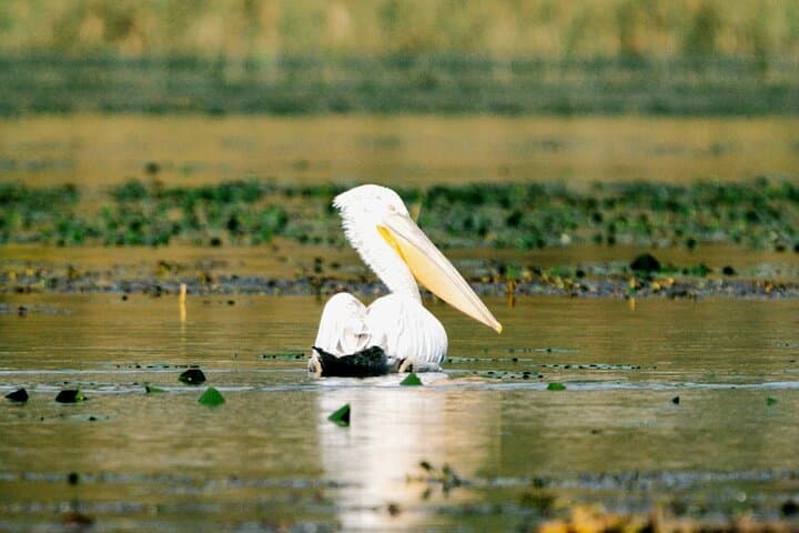 Lake Skadar Birdwatching & Photography Tour from Virpazar photo 4